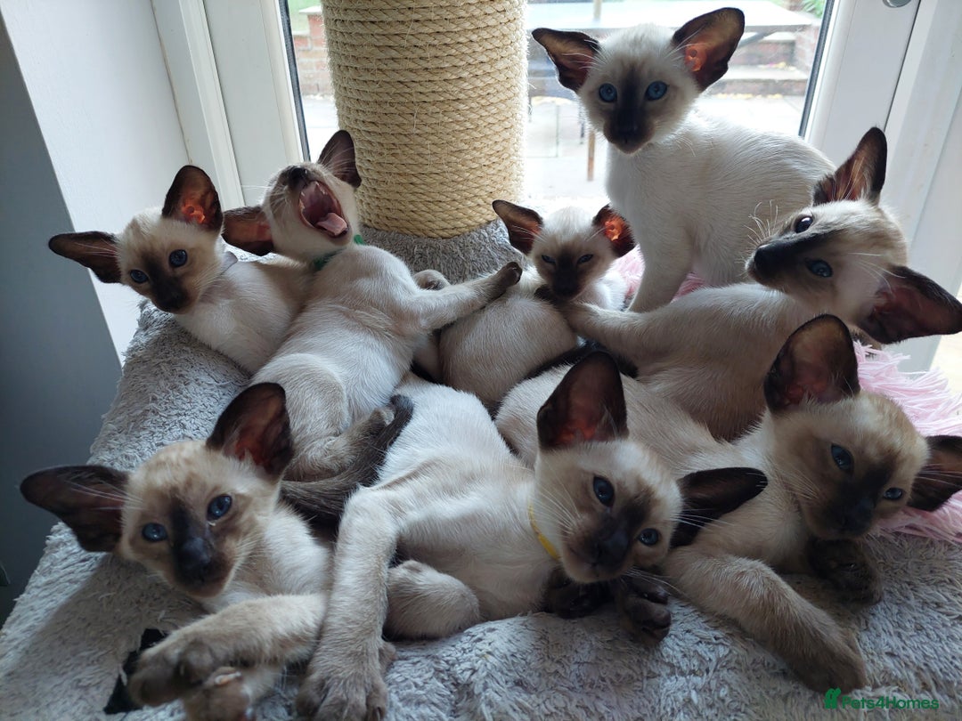 Siamese cats for sale: Siamese GCCF Registered Kittens - Image 12