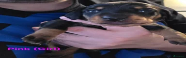 Miniature Dachshund 3