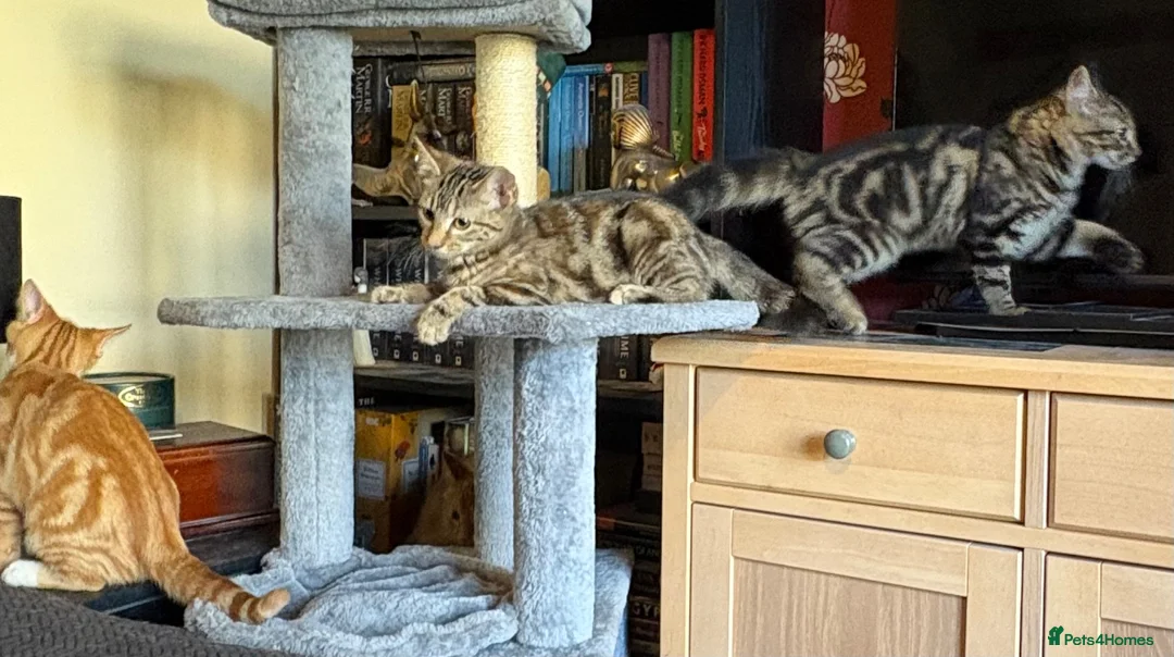 Mixed Breed cats for sale: KITTENS LOOKING FOR HOMES in Malton - Advert 26