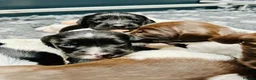 English Springer Spaniel dogs for sale: KC FTCH English Springer Spaniel Puppies - Advert 21