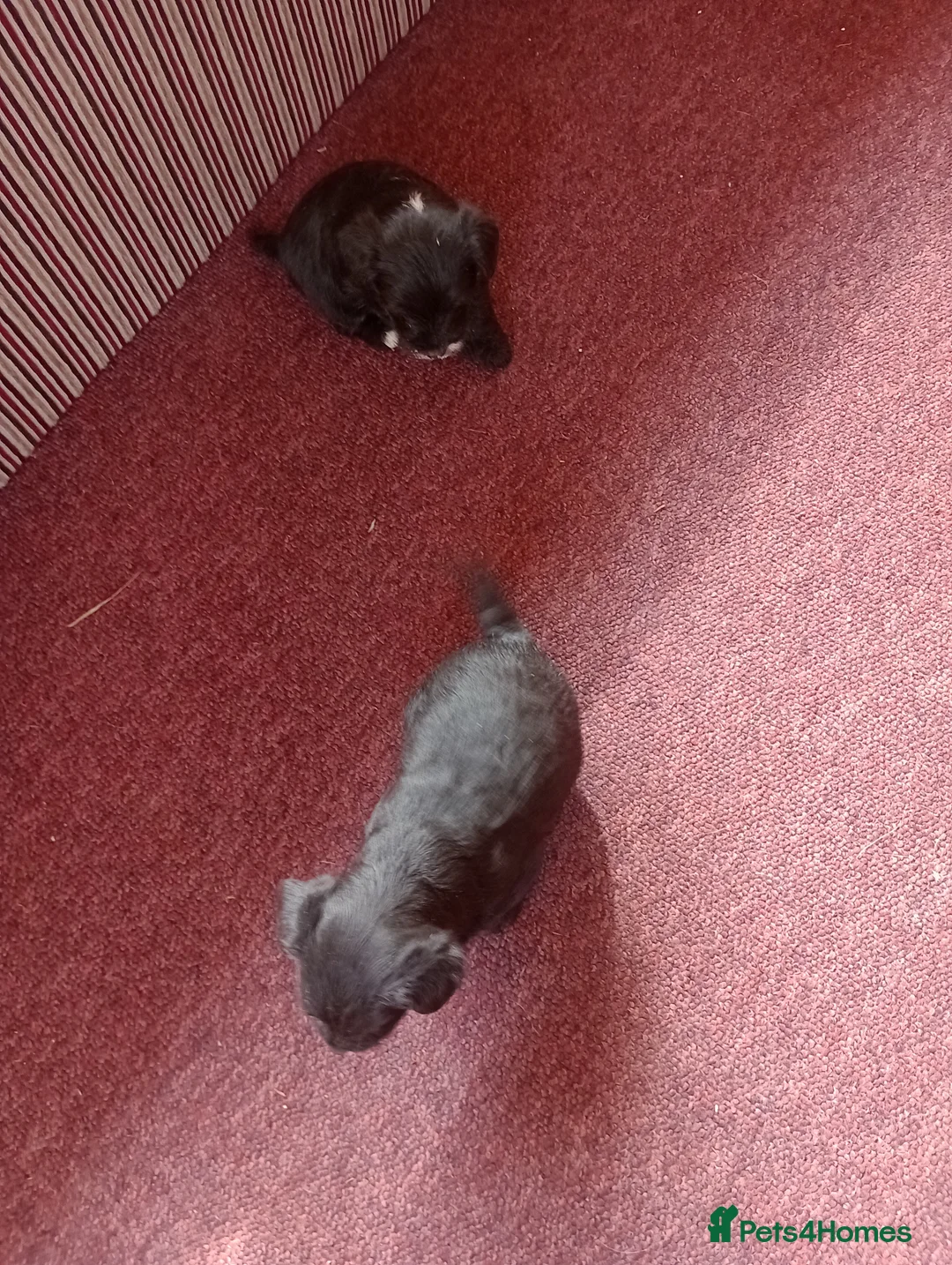 Jackapoo dogs for sale: Adorable Jacapoo,s - Advert 2