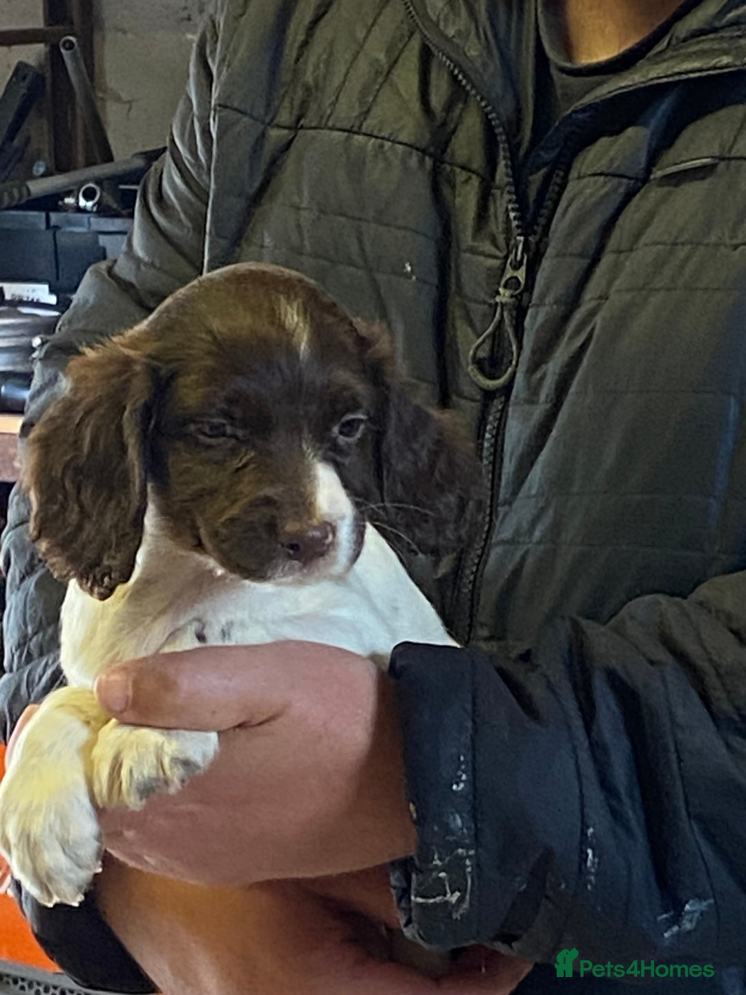 English Springer Spaniel dogs for sale: English springer pups - Image 5