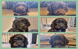 Cockapoo dogs for sale: 3 Beautiful F1B Cockapoo's left  in Brighouse - Image 6