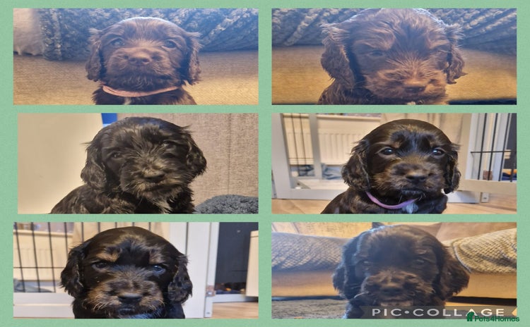 Cockapoo dogs in Brighouse - Advert 1