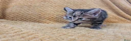 Mixed Breed cats for sale: Beautiful orange, grey and tabby kittens  - Advert 13