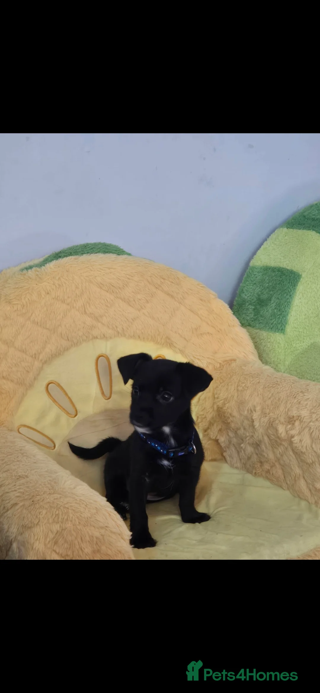 Mixed Breed dogs for sale: Rehoming  - Advert 1