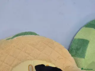 Mixed Breed dogs Rehoming - Advert 2