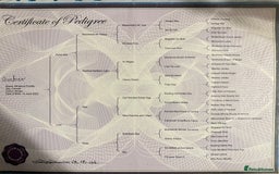 Miniature Poodle dogs for sale: Miniature poodle puppies DUE 8th DEC - Image 2