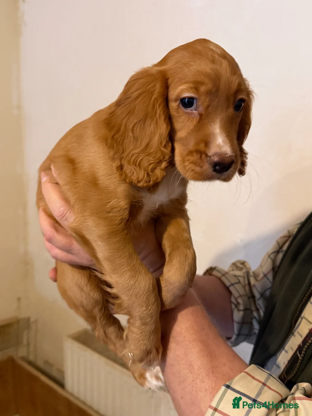 Cocker Spaniel dogs for sale: Working cocker spaniel puppies ready now! - Advert 6