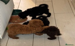 Toy Poodle dogs for sale: Beautiful hypoallergenic Toy poodle pups - Image 9