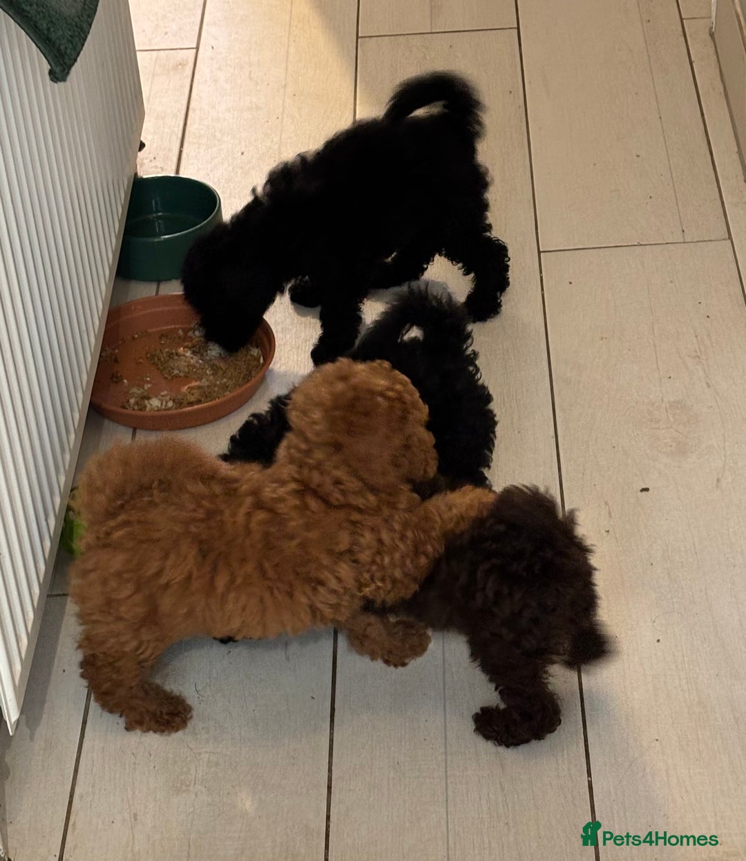 Toy Poodle dogs for sale: Beautiful hypoallergenic Toy poodle pups - Image 9
