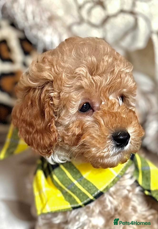 Cavapoo dogs Molly-Mae -F1b Golden Girl available  - Advert 16