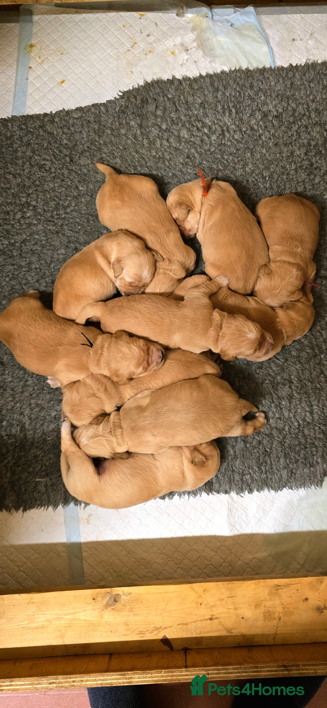 Golden Retriever dogs for sale: Dual purpose golden puppys - Advert 2