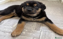 Rottweiler dogs for sale: Rottweiler Puppy - Image 4