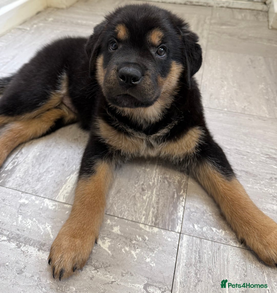 Rottweiler dogs for sale: Rottweiler Puppy - Image 4
