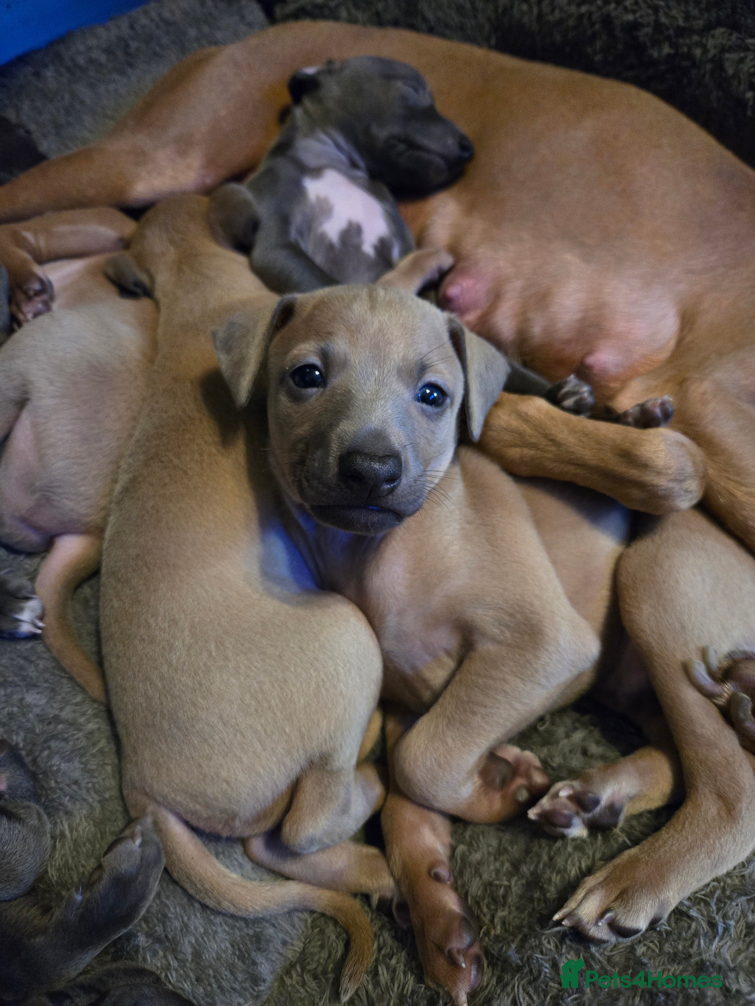 Italian Greyhound dogs Quality KC Registered Italian Greyhound puppies - Advert 1