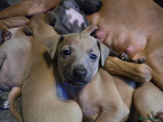 Italian Greyhound dogs Quality KC Registered Italian Greyhound puppies - Advert 5