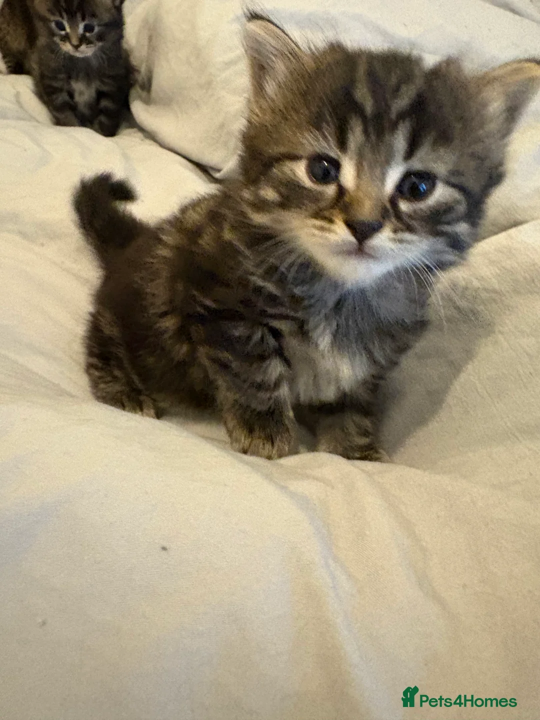 Scottish Fold cats for sale: 🐱💗💝 Ready to go on the 14th of February 💝 💗🐱 - Advert 11