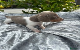 Miniature Dachshund dogs for sale: Ready Today! Miniature Dachshund Puppies  - Image 13