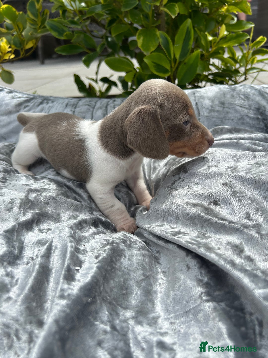 Miniature Dachshund dogs for sale: Ready Today! Miniature Dachshund Puppies  - Image 13