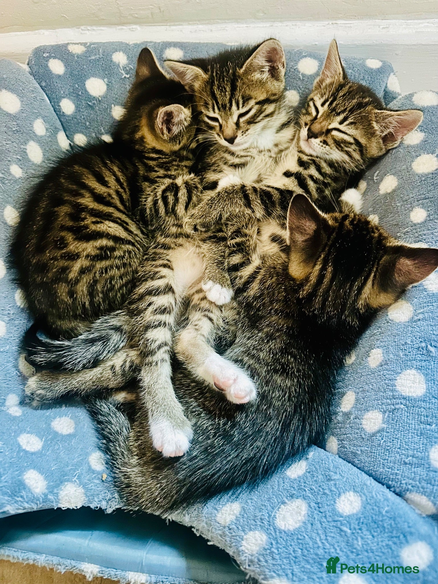 Mixed Breed cats 2 F mixed tabby kittens ready now!  - Advert 24