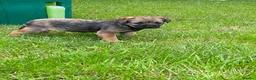 Border Terrier dogs for sale: Two KC Border Terrier Puppies - Advert 3