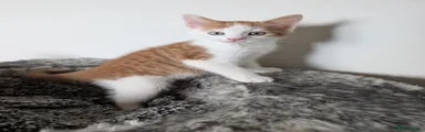 Mixed Breed 1