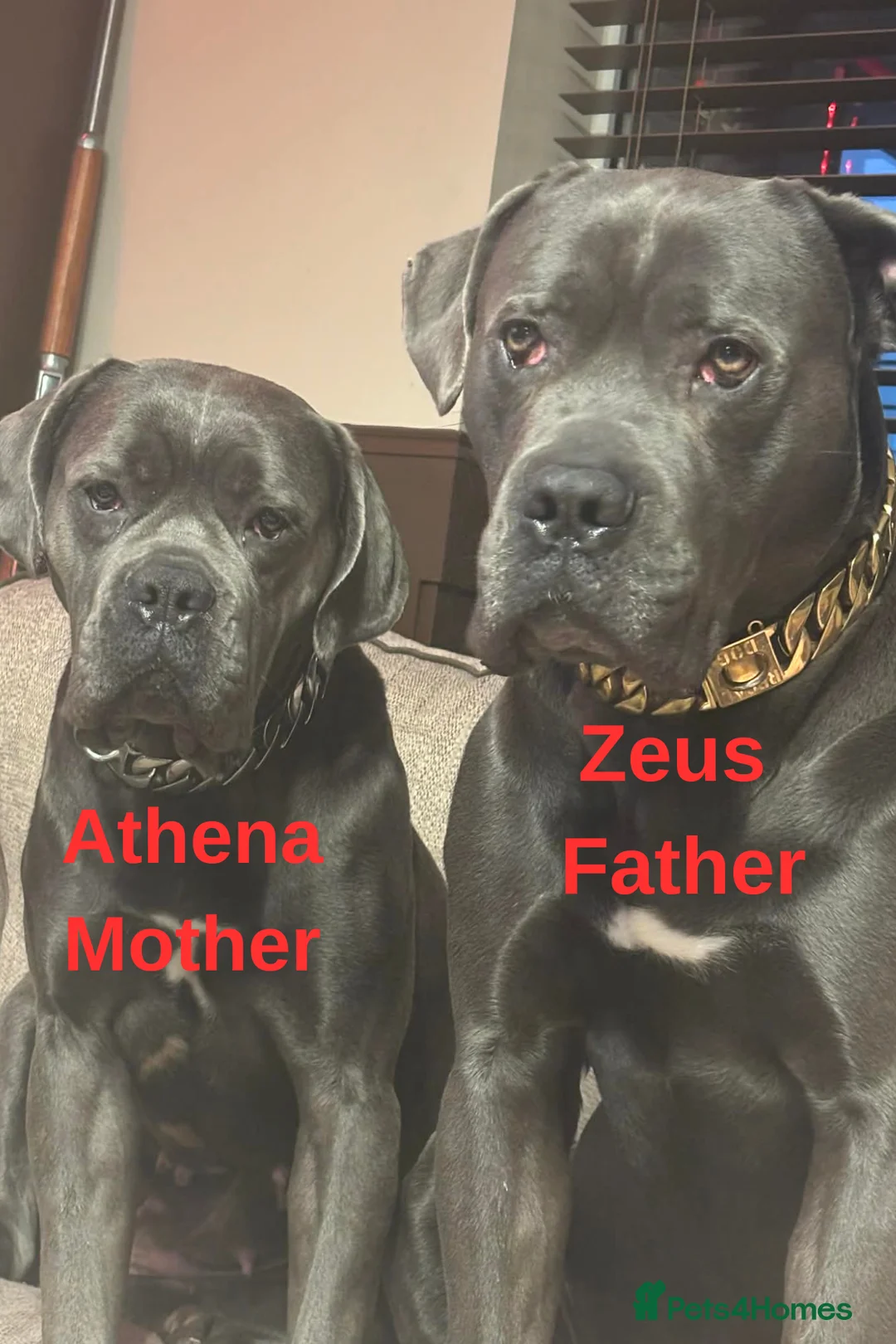 Cane Corso dogs for sale: 9 Beautiful puppies for sale - Advert 1