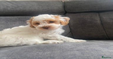 Cavapoo dogs - Advert 6