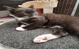 Mixed Breed cats for sale: Kittens😺 - Image 26