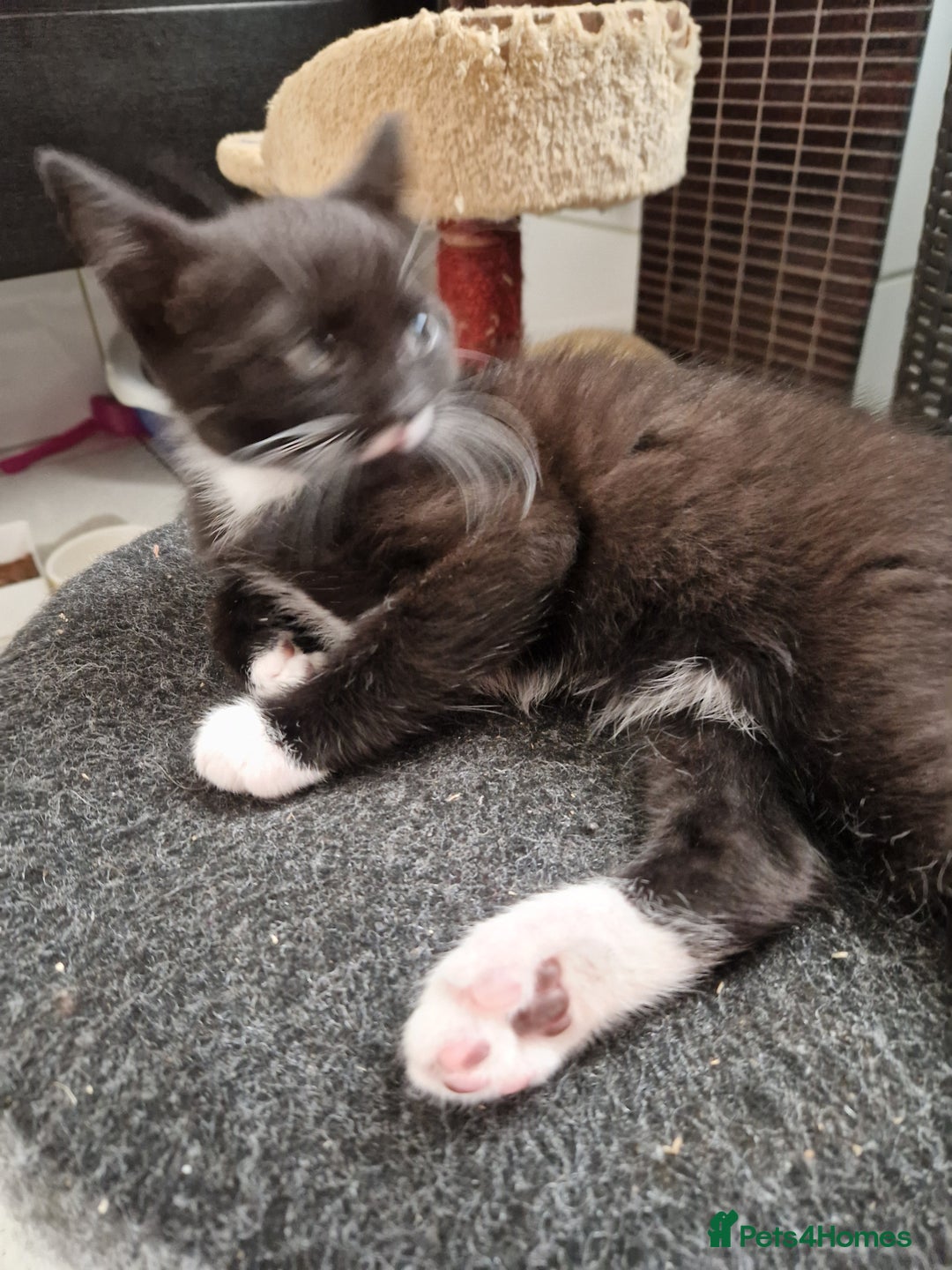 Mixed Breed cats for sale: Kittens😺 - Image 26