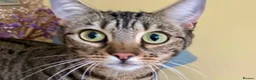 Bengal cats for adoption: Dinah, Bengal girl  - Advert 5