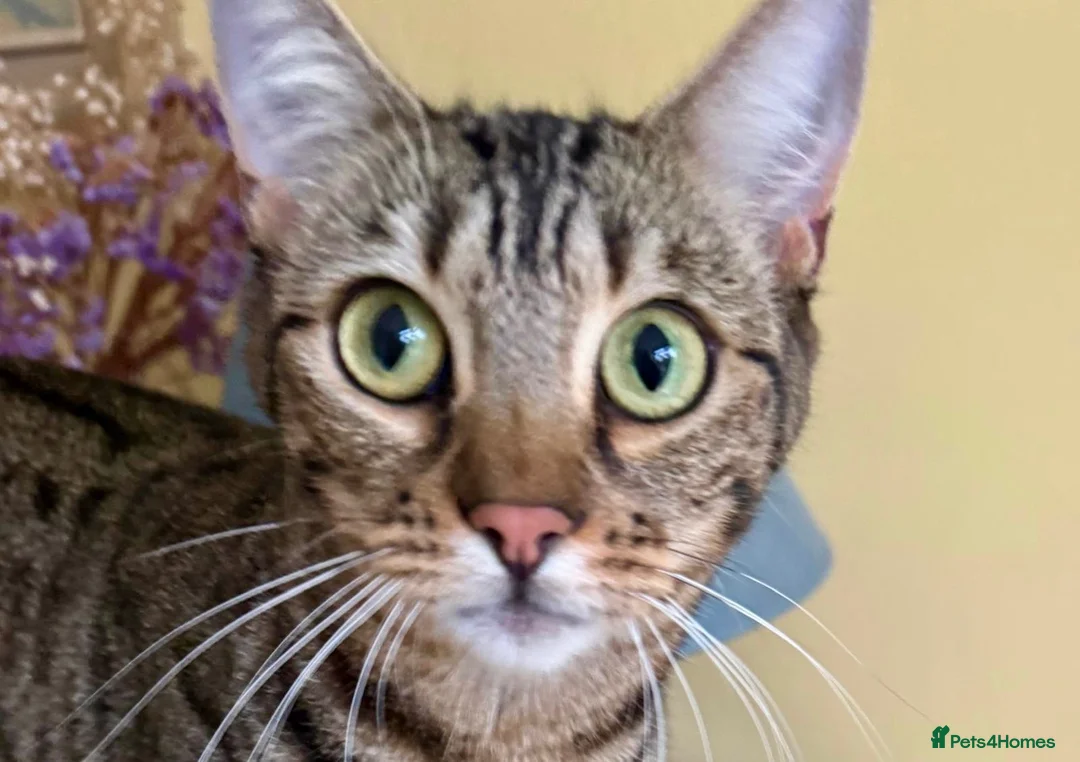 Bengal cats for adoption: Dinah, Bengal girl  - Advert 5
