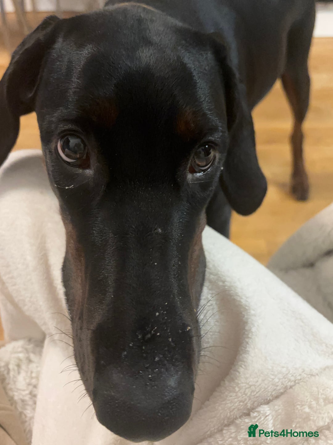 Dobermann dogs for sale: Free 11month old Doberman female - Advert 2