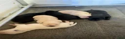 Labrador Retriever dogs for sale: KC LABRADOR RETRIEVER PUPPIES - Advert 14
