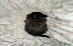Chihuahua dogs for sale: chihuahua pups for sale  - Image 3