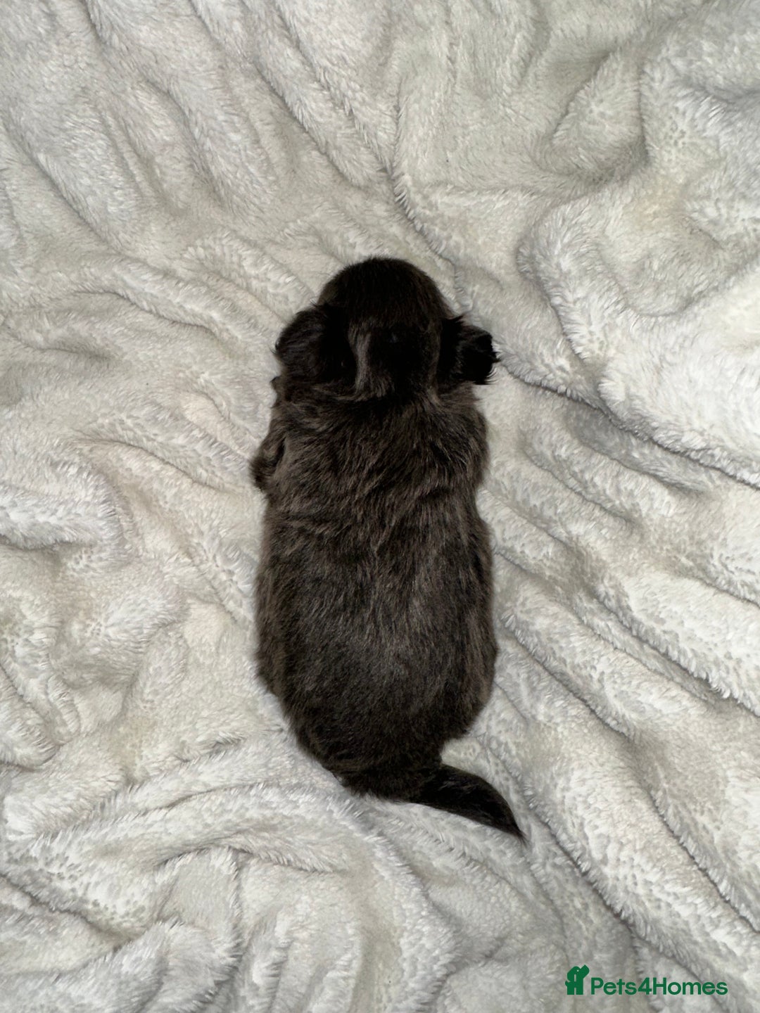 Chihuahua dogs for sale: chihuahua pups for sale  - Image 3