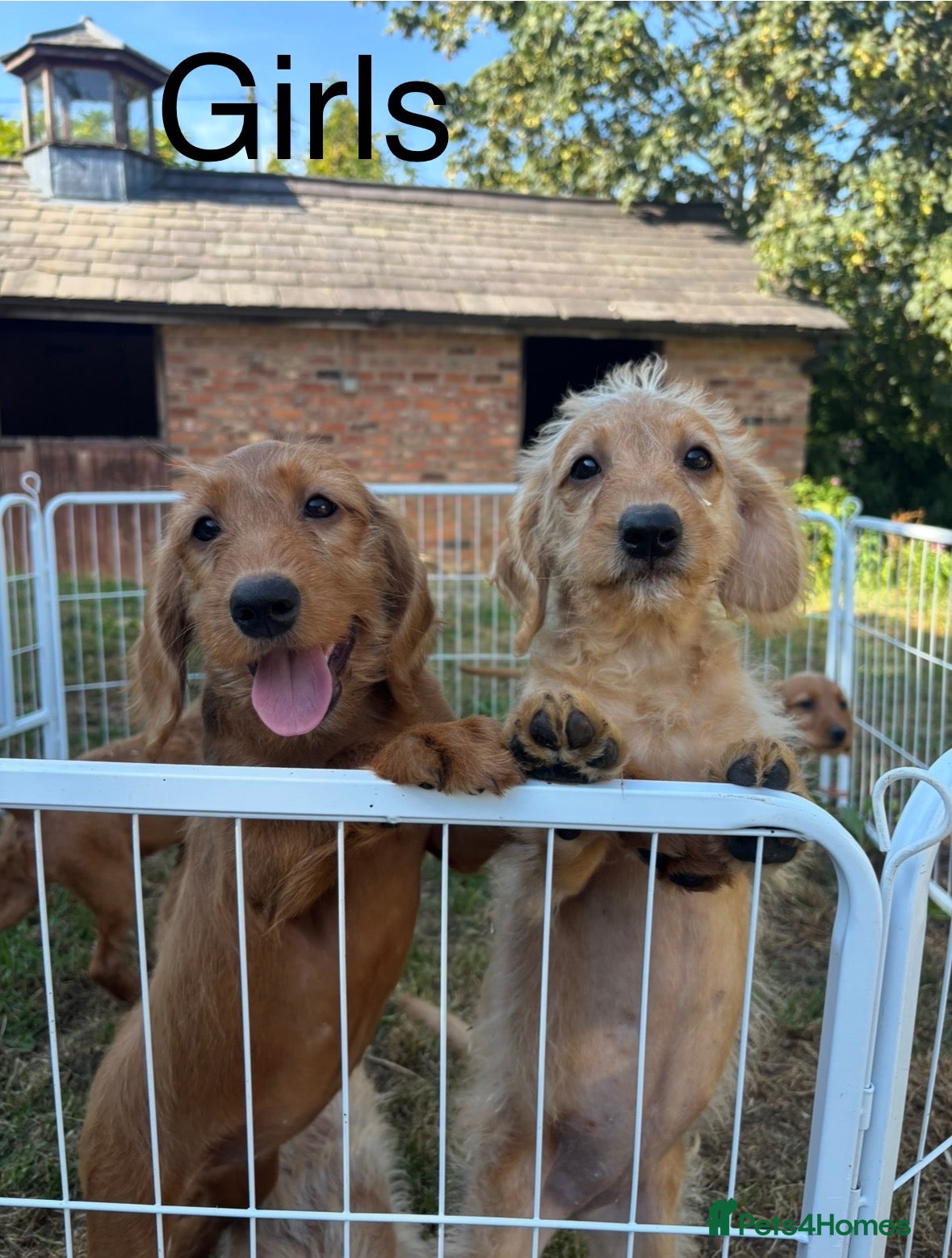Labradoodle dogs Small Labradoodle Puppies - Toy poodle x Labs - Advert 1