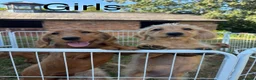 Labradoodle dogs for sale: Adorable Small Labradoodle Puppies - Advert 1
