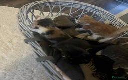 Mixed Breed cats for sale: 5 beautiful tabby kittens  - Image 3