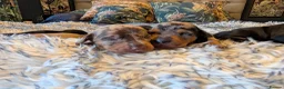 Dachshund dogs for sale: Standard Dachshund Puppies  - Advert 6