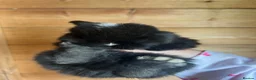 Mini Lop rabbits for sale: Gorgeous Pure Bred Mini Lops  - Advert 10