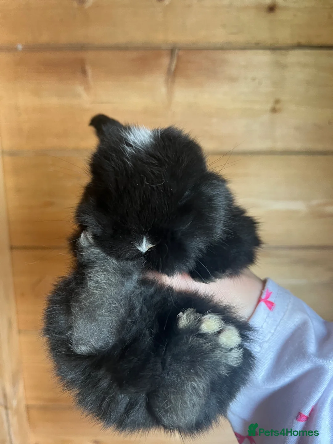 Mini Lop rabbits for sale: Gorgeous Pure Bred Mini Lops  - Advert 10
