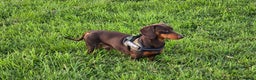 Miniature Dachshund dogs for stud: Sully, KC reg, Proven, PRA Clear, IVDD screened. in Cannock - Advert 2