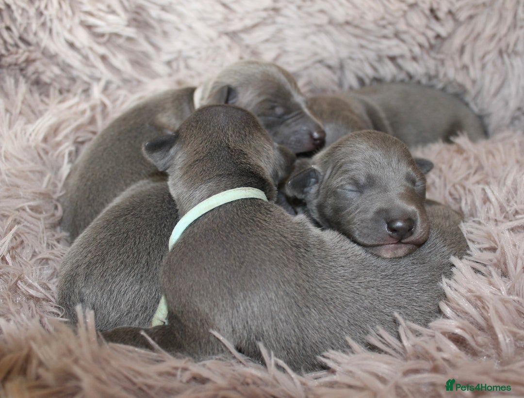 Italian Greyhound dogs for sale: KC Reg Italian Greyhound only 1 available - Advert 4