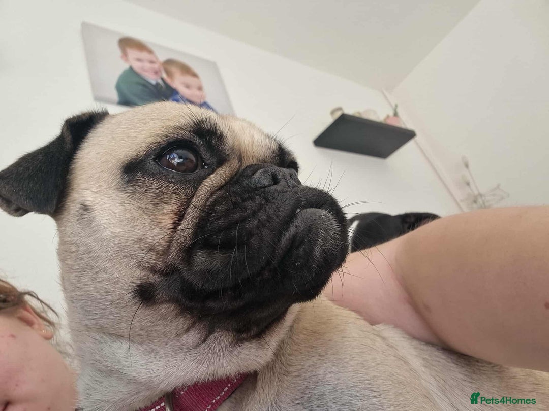 Frug dogs for sale: 2 year old female frug  - Image 3