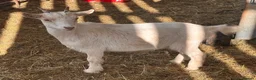 Goats livestock for sale: Pygmy goat wethers - Advert 5