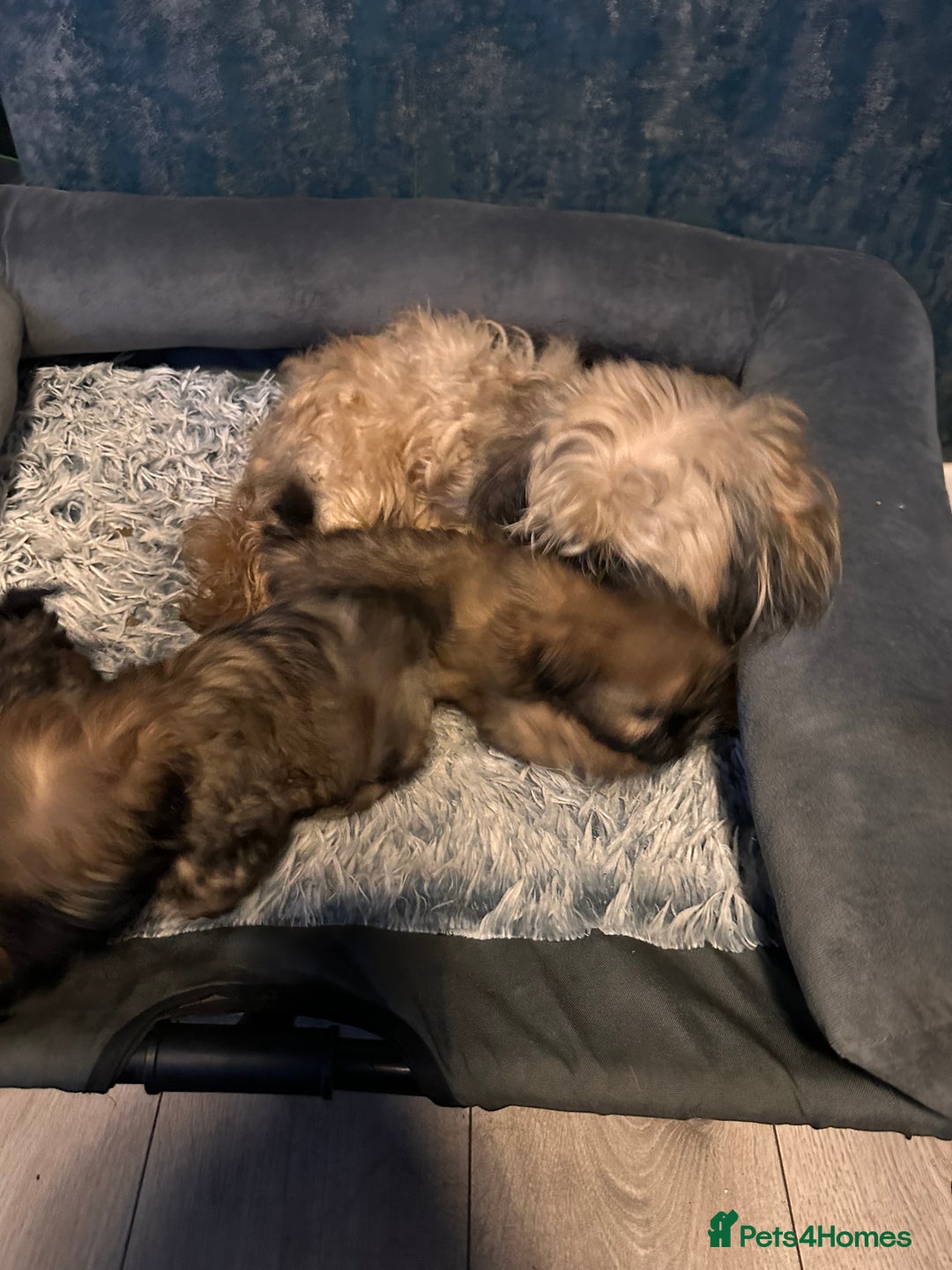 Shih Tzu dogs for sale: Ready to leave- imperial Shih Tzu - Image 15