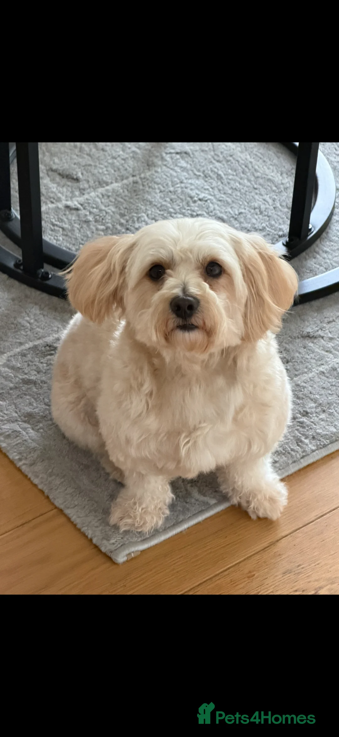 Maltipom dogs for stud: Male Maltipoo for Stud – Teddy - Advert 2