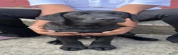 Labrador Retriever dogs for sale: Beautiful KC Labrador Puppy – Last Boy Remaining❗️ - Advert 7